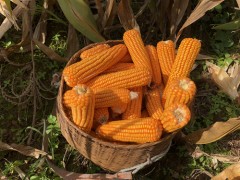 勐遮镇展开玉米草地贪夜蛾防治测产