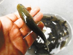 巫溪洋鱼 - 巫溪县特产