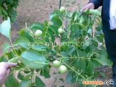 高产中核4号批发基地厂家报价