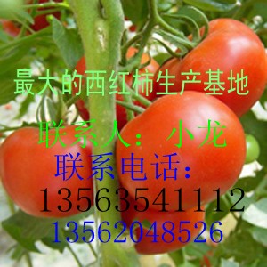 供应大红西红柿生产基地现已大量上市