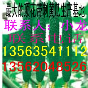 鲁西无公害西红柿黄瓜种植基地