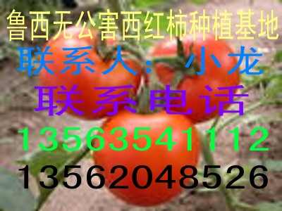 鲁西无公害西红柿供应基地