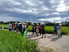 株洲市组织召开再生稻高产高效现场