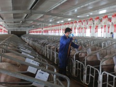 抓企业龙头带动  鼎力恢复生猪消费