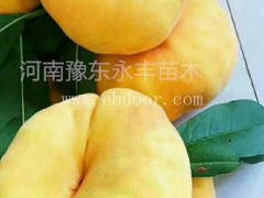 高产中蟠17苗木基地-中蟠17苗木基地-永丰种植基地广大