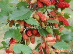 濮阳野生桑果苗-世超苗木基地-野生桑果苗哪家好