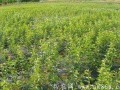 果树种植与栽培：果园地膜掩盖穴贮肥水旱栽技术