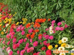 大理百日草花种销售哪家好-二月蓝农业-大理百日草花种销售