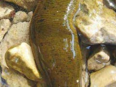 金航种养 水蛭|养殖技术(图)|水蛭的功效与作用