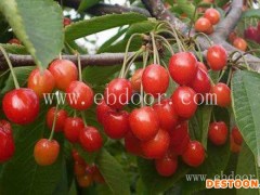 樱桃苗-果源农业—好苗木-樱桃苗供应商