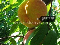 桃树苗品种介绍-桃树苗-果源农业—专业优质