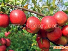 永丰种植批发价更优-2年苗美脆矮化苹果苗木基地