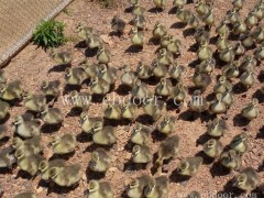 优质大雁种苗技术-大雁种苗技术-达信大雁肉质鲜美