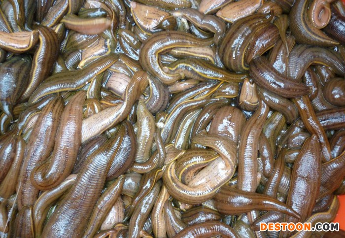 水蛭  水蛭苗 宽体金线水蛭种苗
