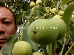 济源1年苗温815核桃-永丰种植基地直销