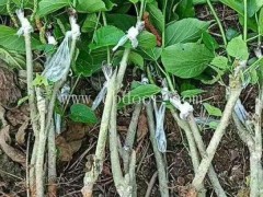 哪里有长果桑苗哪家好-世超苗木价格实惠-漯河哪里有长果桑苗