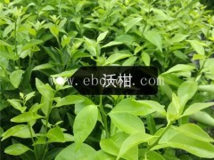 沃柑苗基地价格-福建沃柑苗-金华果友果苗品种齐全(查看)