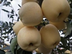 绿荫园艺 美国蛇果 苹果苗批发 厂家直销