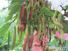 桑葚苗价格-桑葚苗-果源农业—专业优质(查看)