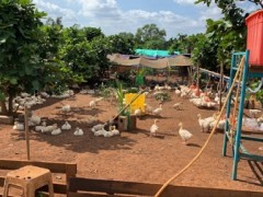 [供]海口文昌区域出售成品浙东~三花肉鹅