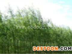 竹柳-临沂峻峰竹柳-3公分竹柳插穗