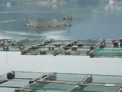 【永宏】   定做  10目网箱  泥鳅养殖网箱   黄鳝网箱  养鱼网箱