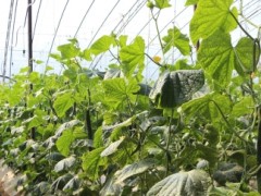 春耕农事忙 科技赋能现代农业，“水肥一体化”助力增效增收