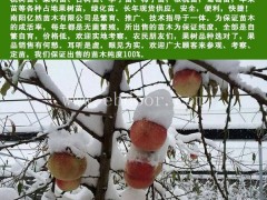 南阳桃树苗哪里有-南阳桃树苗-亿然苗木成品花木销售(查看)