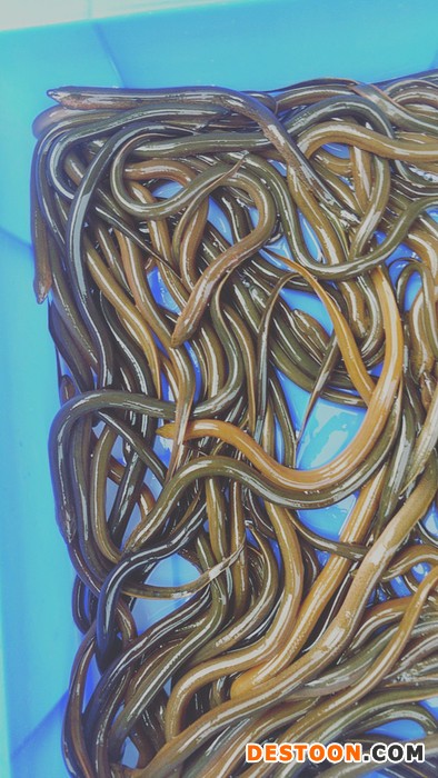 吉林省图们市黄鳝种苗基地，特级进口孟加拉黄鳝苗厂家批发