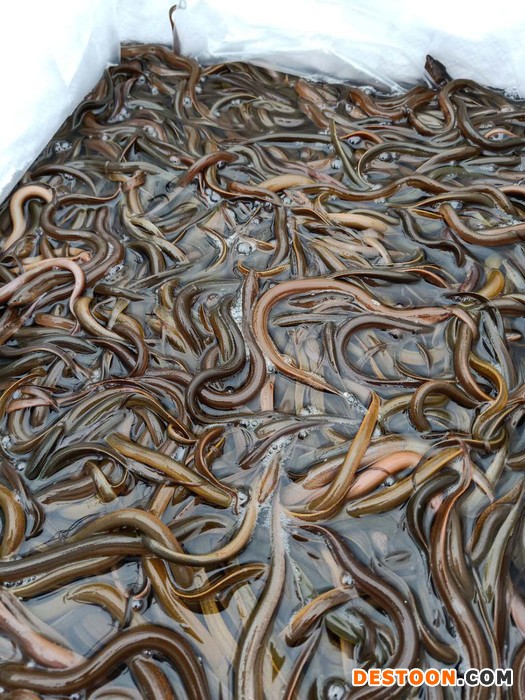 港兴水产 鱼苗 鳗鱼苗 黄鳝苗|孟加拉黄鳝苗|鳗鱼苗批发