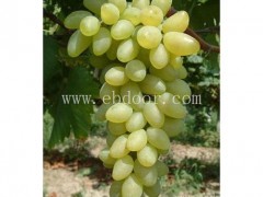 鲁粒葡萄苗公司(图)-葡萄苗秋苗价格-葡萄苗秋苗