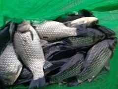 [供]长期供应鲫鱼