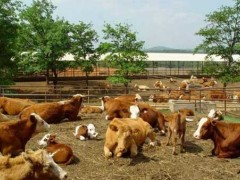 牛羊绦虫病的治疗