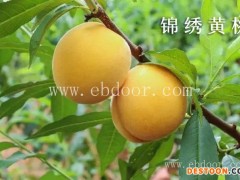新品种桃苗供应-浙江新品种桃苗-金华果友家庭农场(查看)