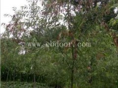 人工知了猴养殖赚钱么常用解决方案