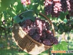 葡萄树苗- 鲁粒葡萄苗-葡萄树苗价格