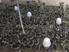 养殖大雁苗的价格-大雁苗的价格-达信大雁肉质肥美