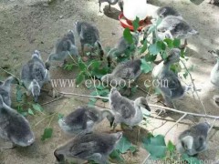 优质大雁苗公司-大雁苗公司-达信大雁肉质肥美