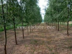 晋城大棚金蝉养殖基地推荐厂家「多图」