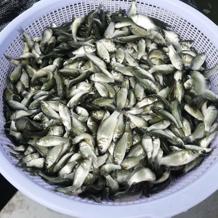 土默特左旗罗非鱼苗