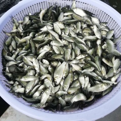 土默特左旗罗非鱼苗