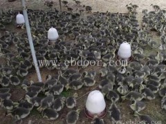 山东野生大雁苗多少钱一只最新价格