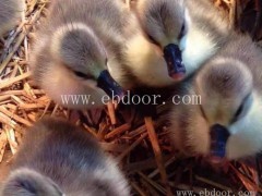 达信大雁养殖场品质优(图)-大雁成苗价格-焦作大雁成苗