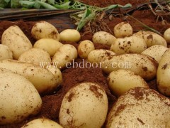 砀山土豆种价格多少钱-雪原农业科技质量好