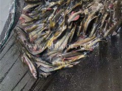 石斑鱼种苗价格-鼎鸿石斑鱼苗品质好-石斑鱼种苗