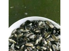 [供]罗非鱼苗，优质罗非鱼苗 广特超罗非鱼苗