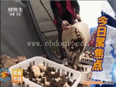 央视报道羊肚菌培训-鸿福羊肚菌栽培技术