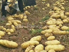 邢台市优质马铃薯种-雪原农业科技质量好-优质马铃薯种价格