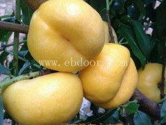 濮阳高产油蟠7多少钱棵可量尺定做“本信息长期有效”