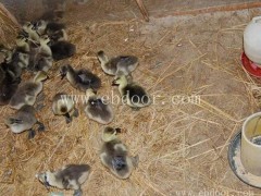 求购大雁种苗多少钱一只-桂林大雁种苗-达信大雁养殖场品质优